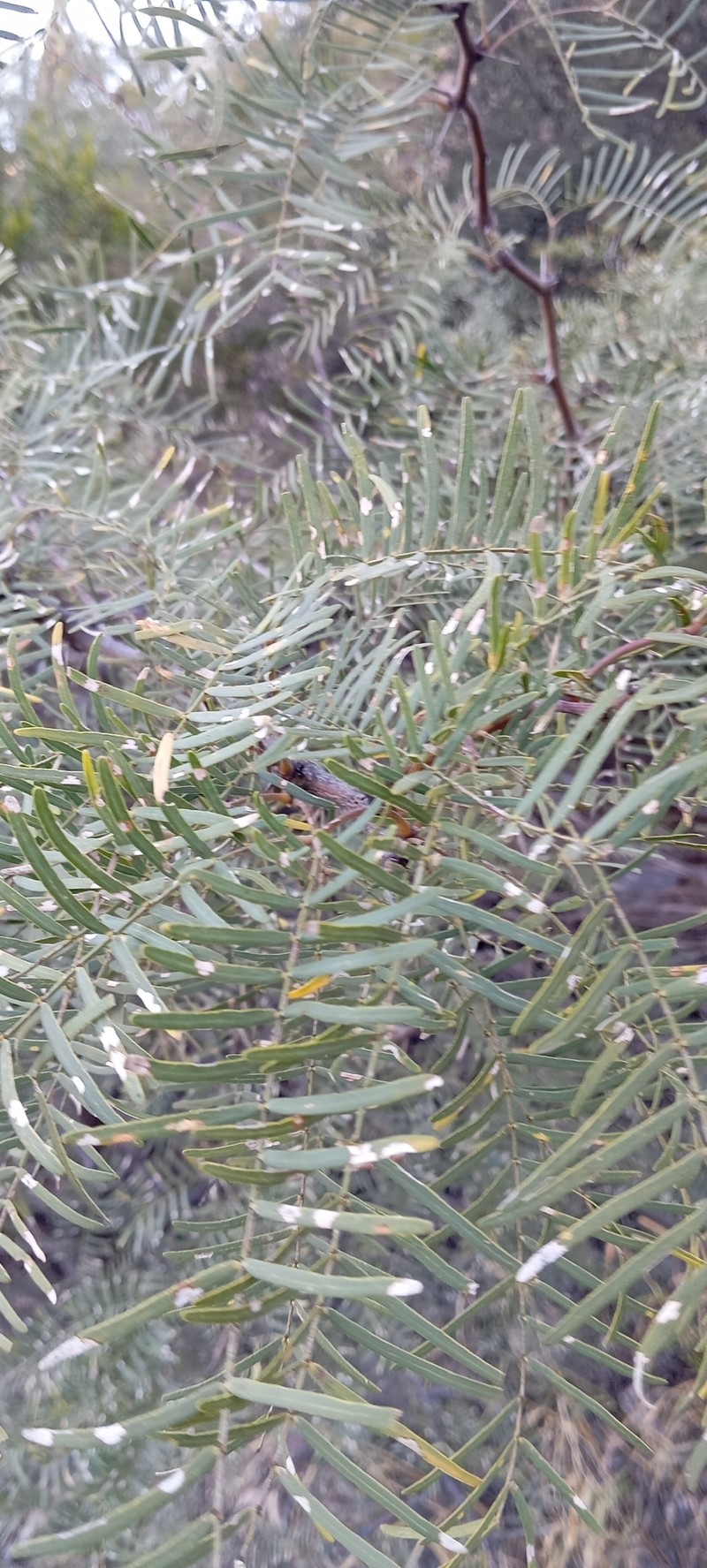 Neltuma chilensis var. riojana photo 2