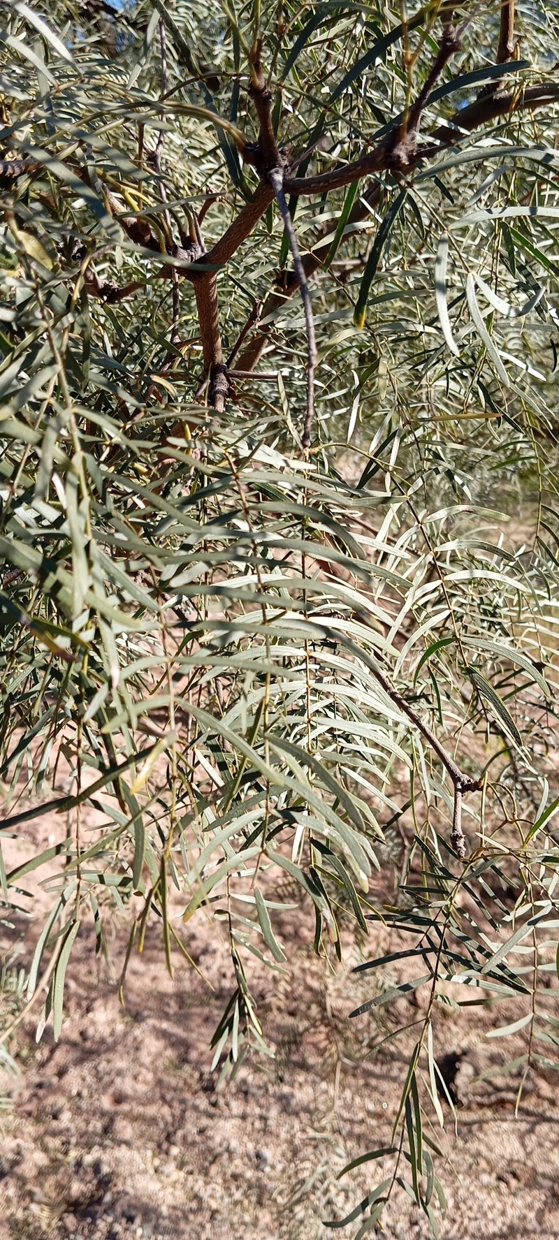 Neltuma chilensis var. riojana photo 3