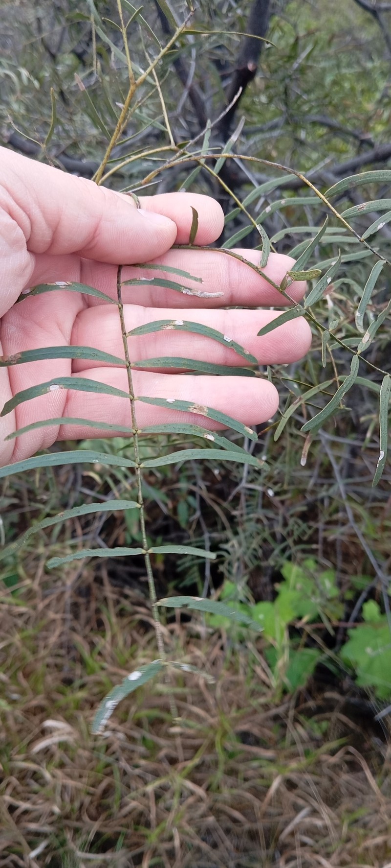 Neltuma chilensis var. riojana photo 4