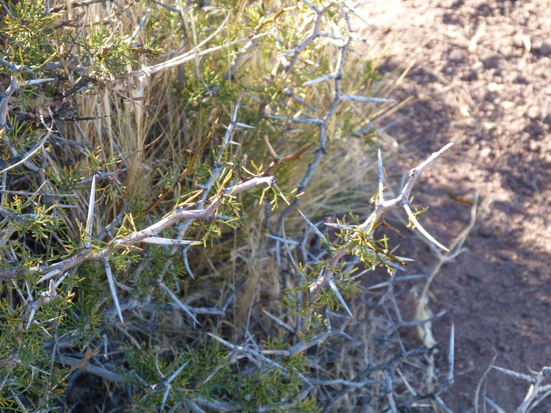 Neltuma denudans var. denudans