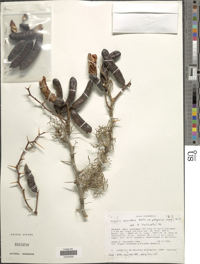 Neltuma denudans var. patagonica