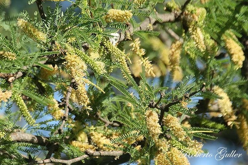 Neltuma flexuosa