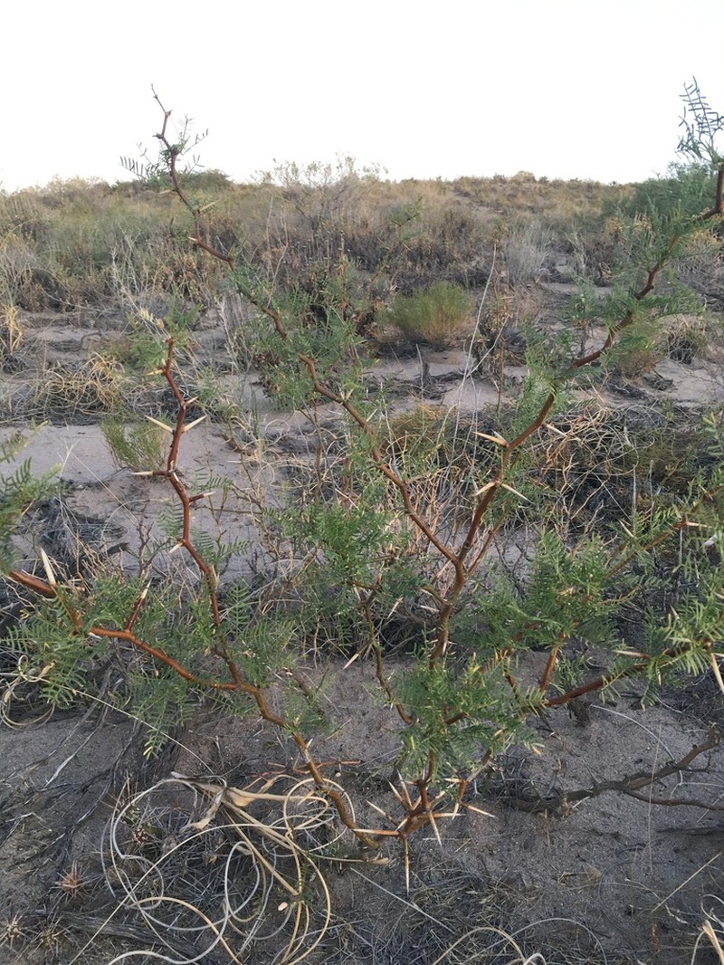 Neltuma flexuosa photo 2