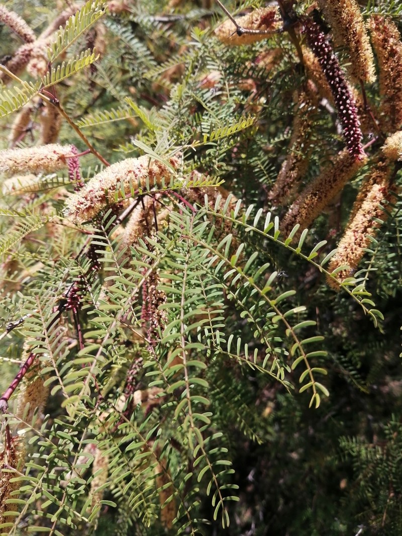 Neltuma flexuosa photo 3