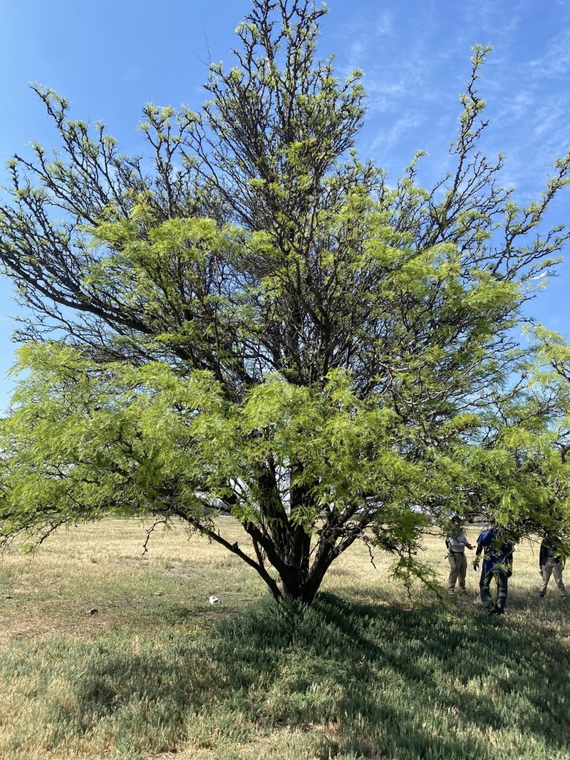 Neltuma flexuosa photo 4