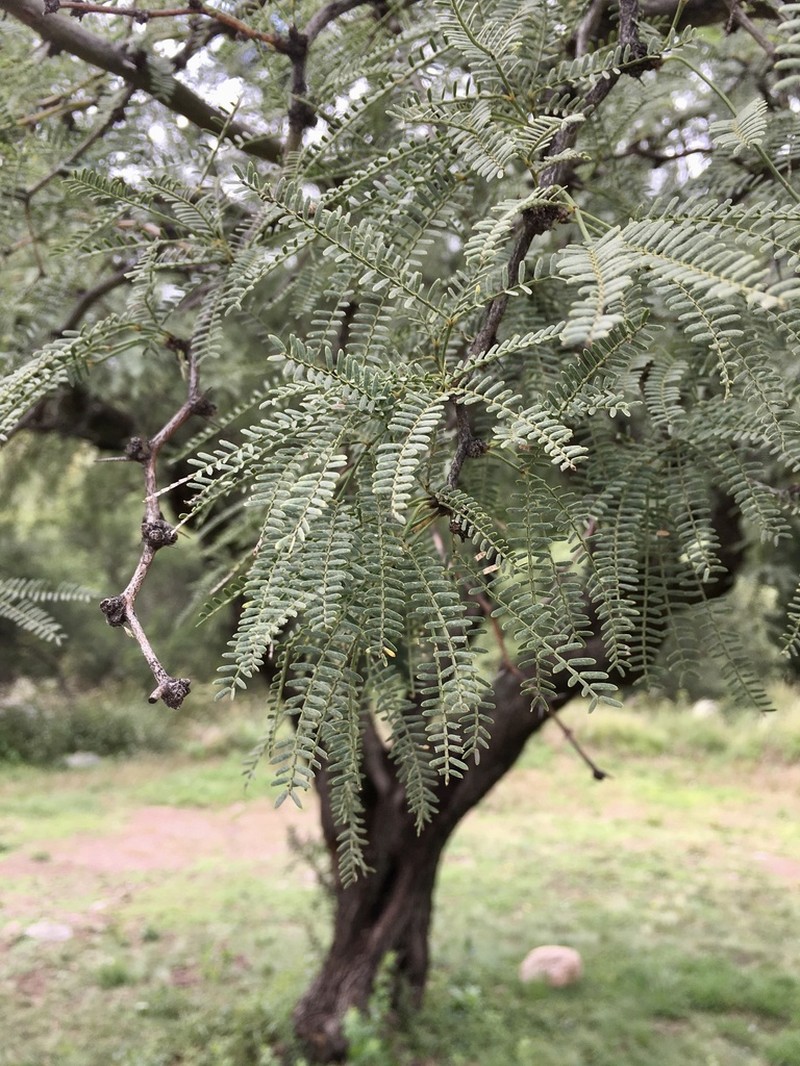 Neltuma flexuosa photo 5