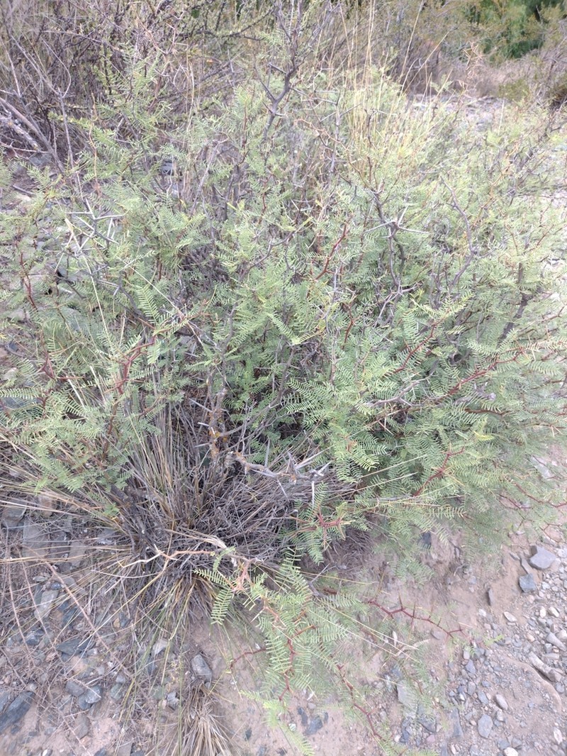 Neltuma flexuosa photo 6