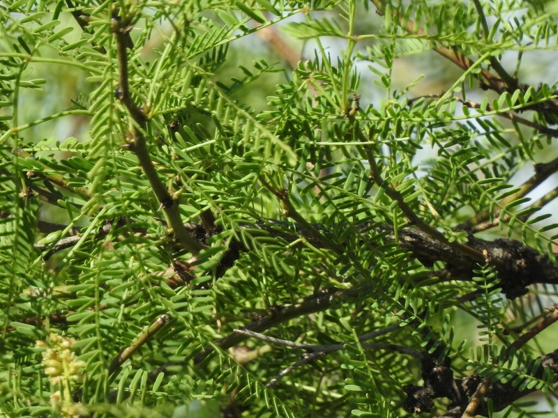 Neltuma flexuosa photo 7