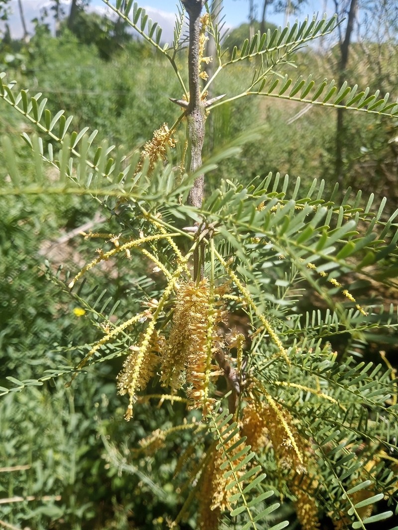 Neltuma flexuosa photo 8
