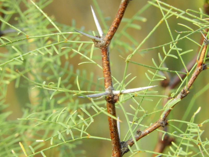 Neltuma flexuosa var. depressa
