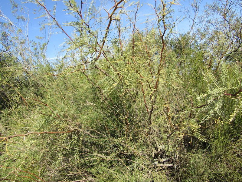 Neltuma flexuosa var. depressa photo 2