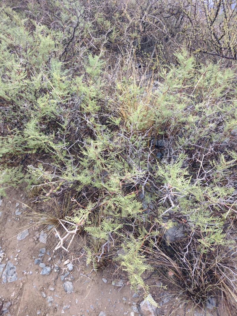 Neltuma flexuosa var. depressa photo 3