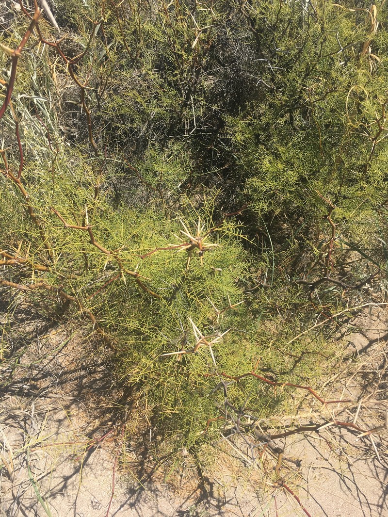 Neltuma flexuosa var. depressa photo 4