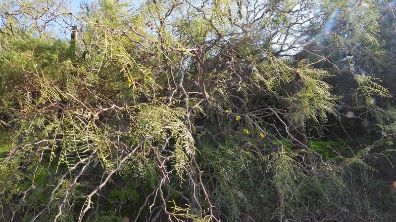 Neltuma flexuosa var. flexuosa