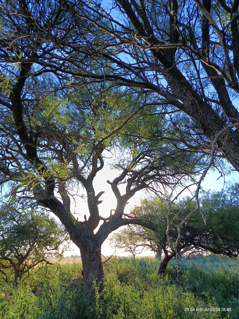 Neltuma flexuosa var. flexuosa photo 2