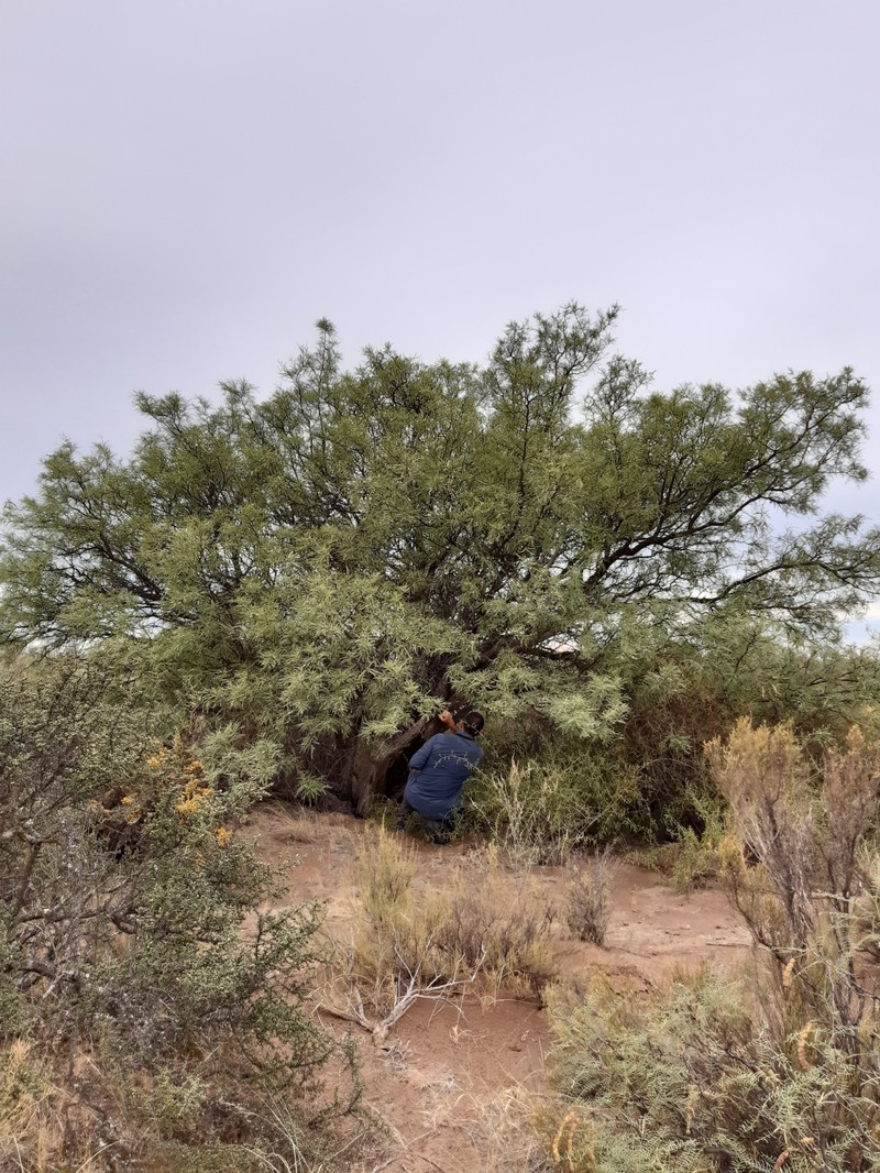 Neltuma flexuosa var. flexuosa photo 3