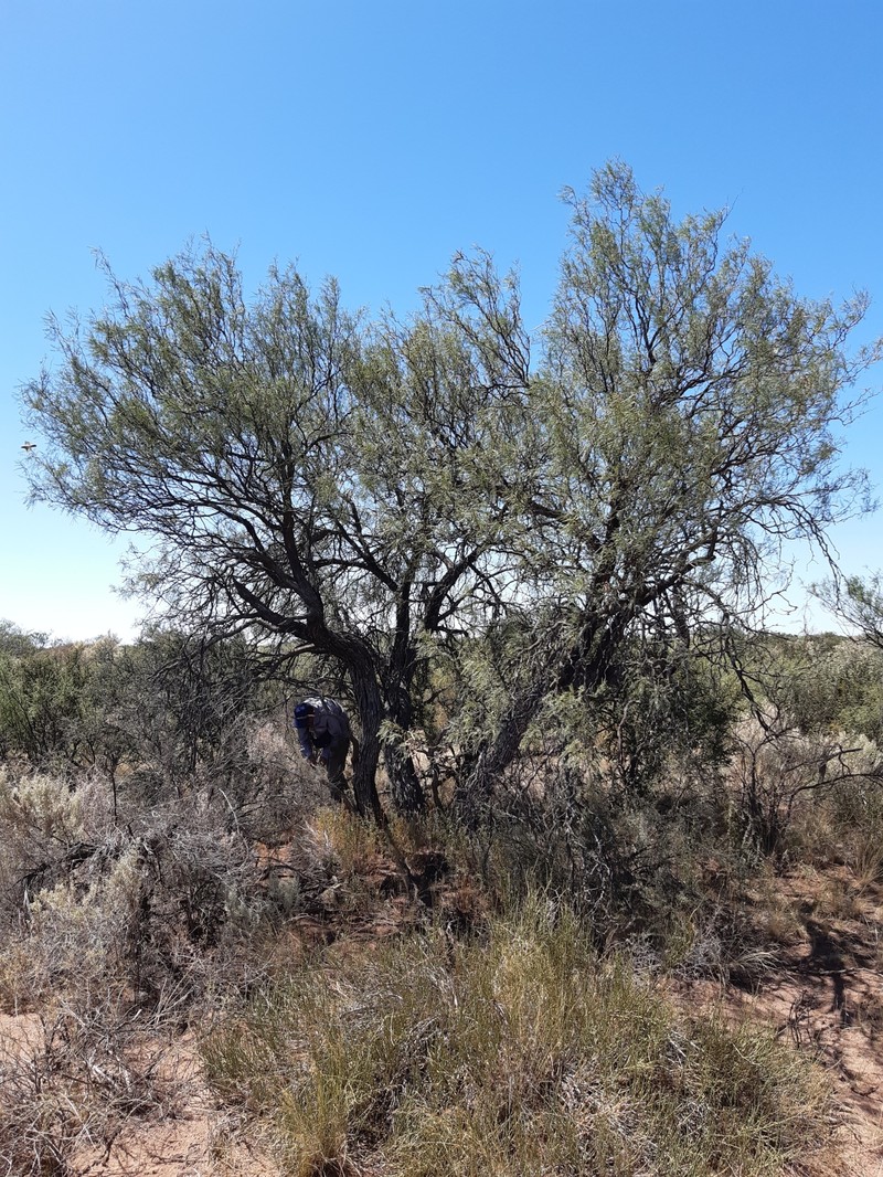 Neltuma flexuosa var. flexuosa photo 4