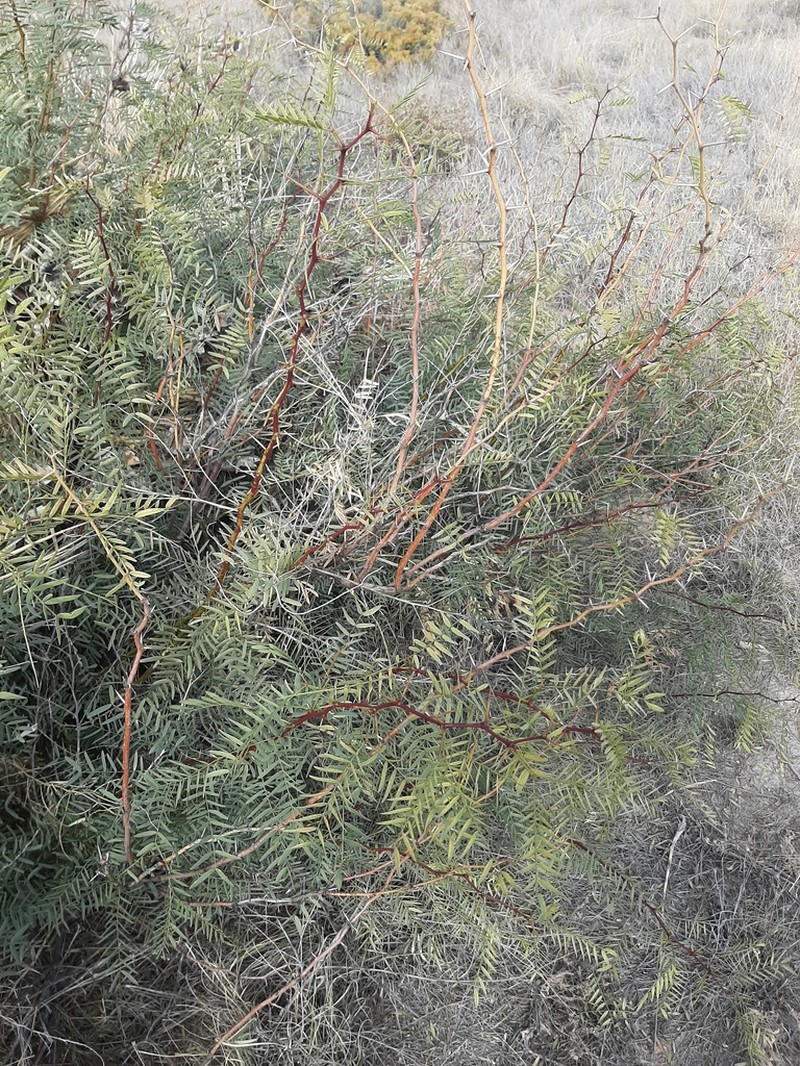 Honey Mesquite
