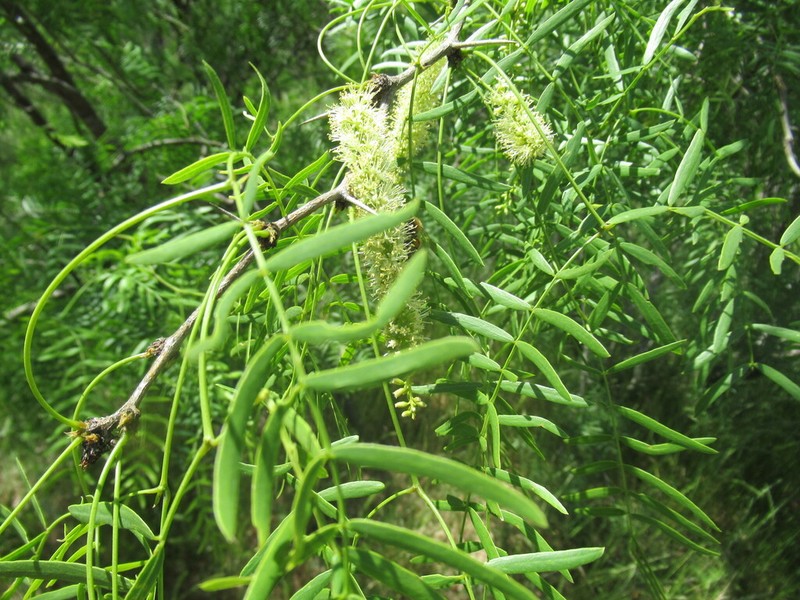Honey Mesquite photo 3