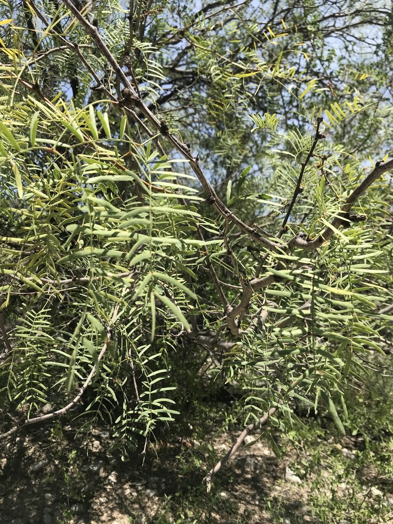 Honey Mesquite photo 4