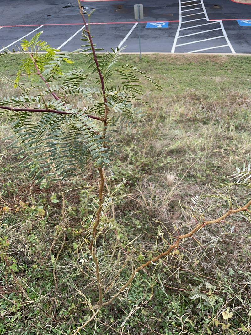 Honey Mesquite photo 5