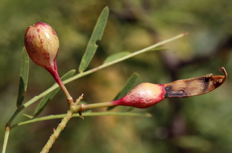 Honey Mesquite photo 6