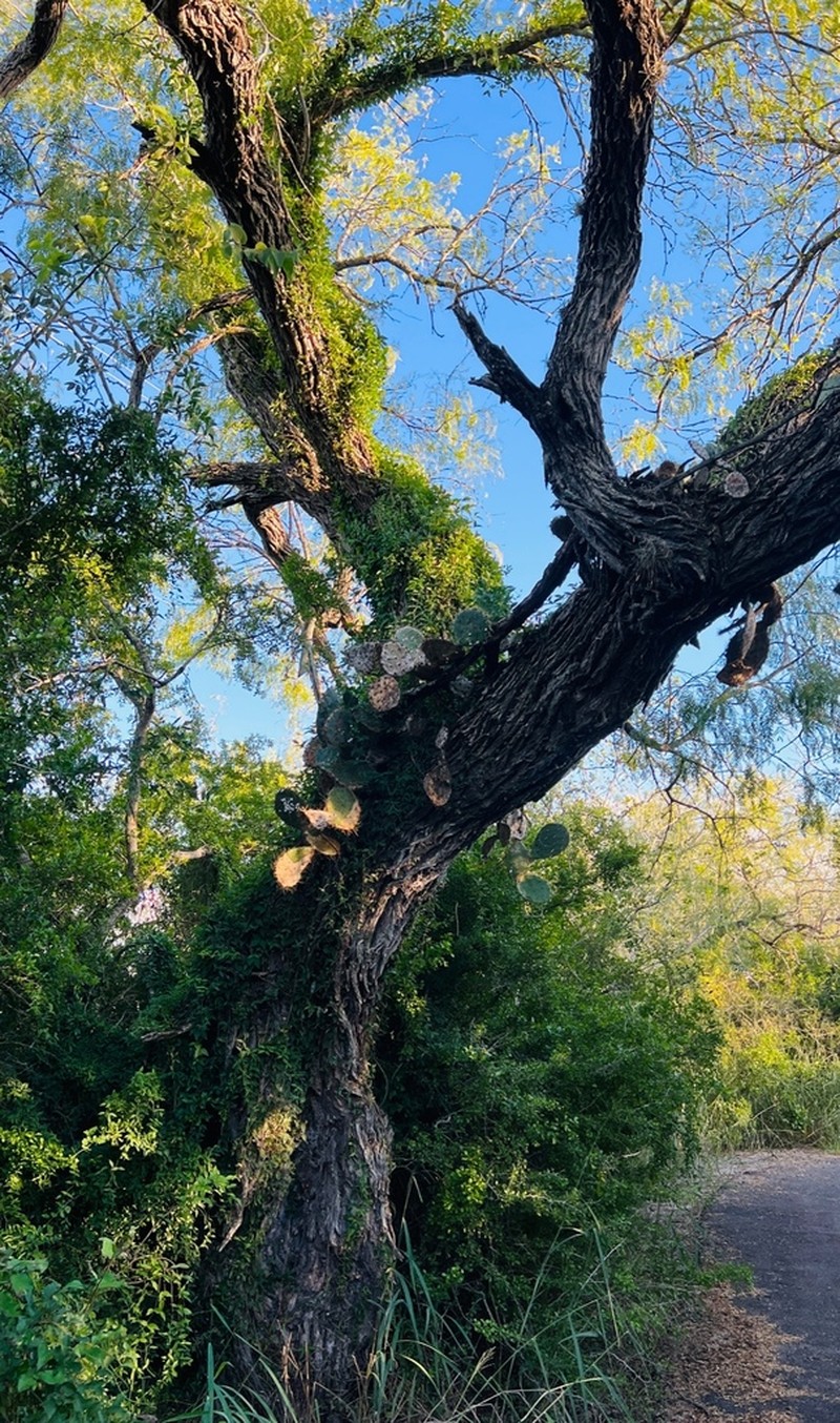 Honey Mesquite photo 7