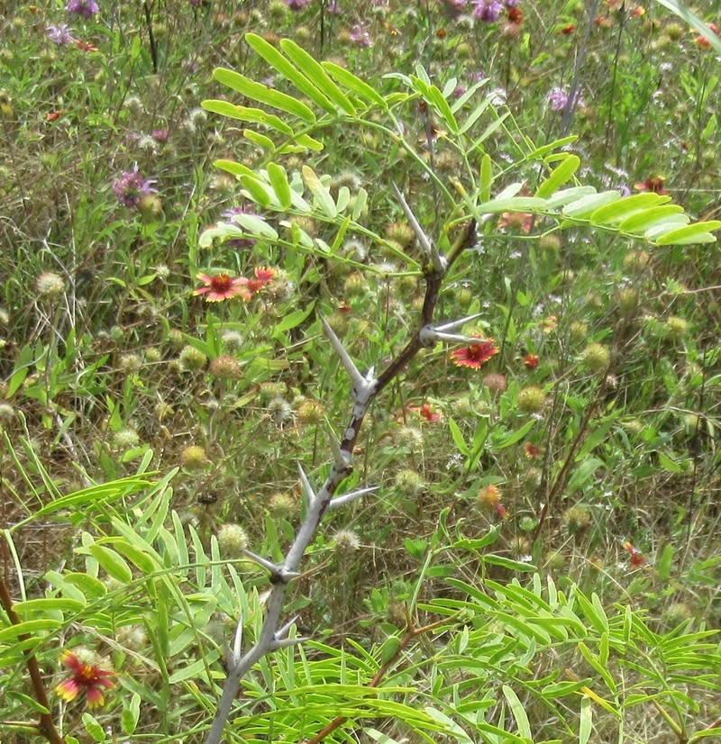 Honey Mesquite photo 8