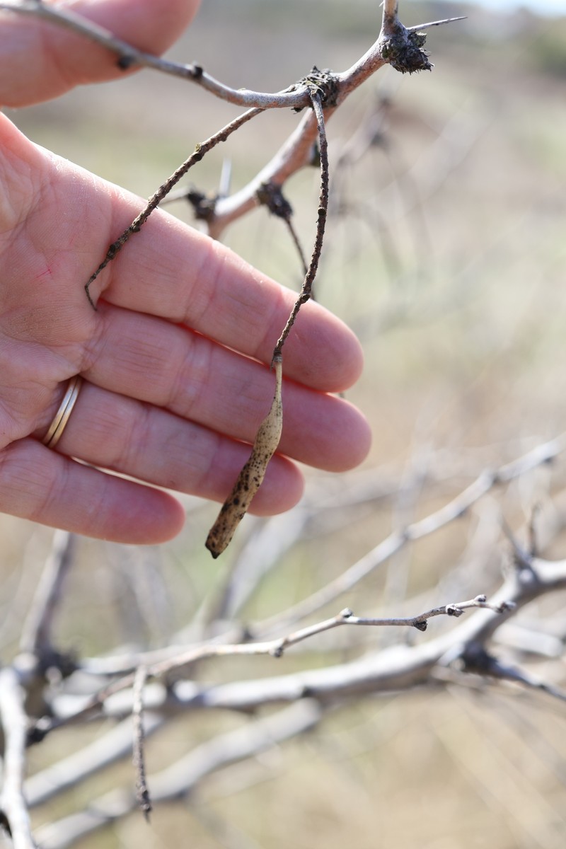 Neltuma glandulosa var. glandulosa