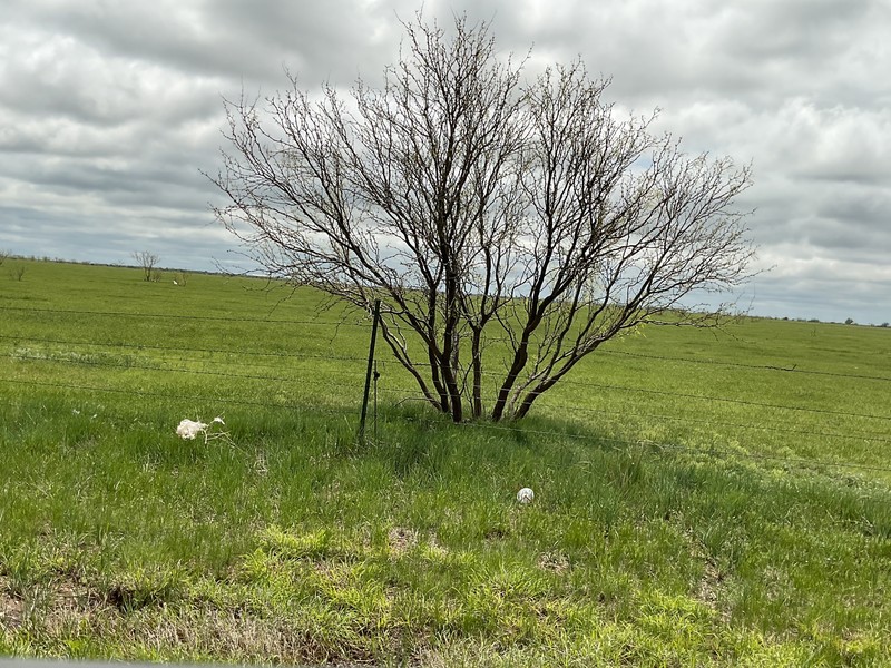 Neltuma glandulosa var. glandulosa photo 2