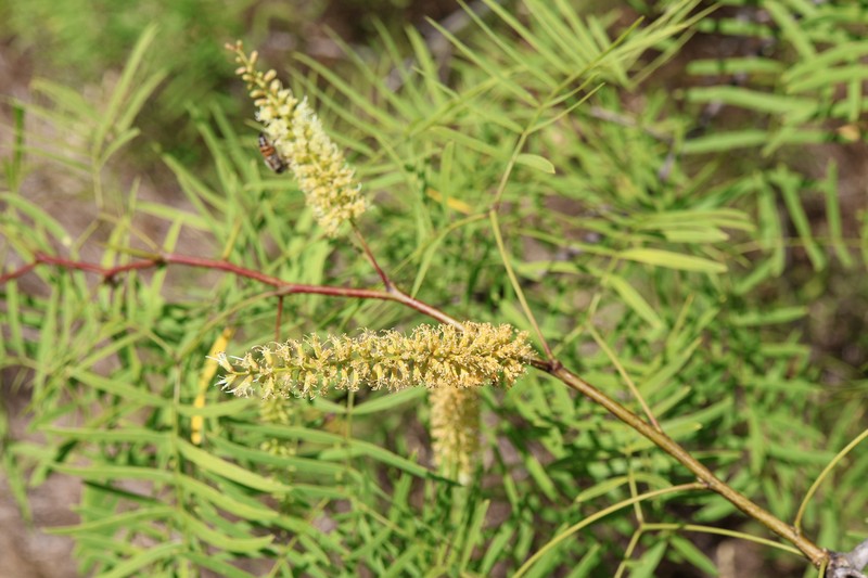 Neltuma glandulosa var. glandulosa photo 3