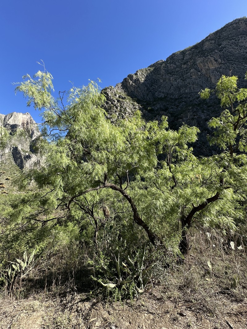 Neltuma glandulosa var. glandulosa photo 4