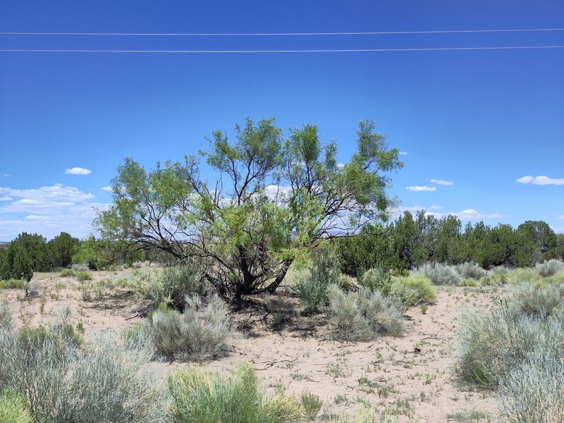 Neltuma glandulosa var. glandulosa photo 5