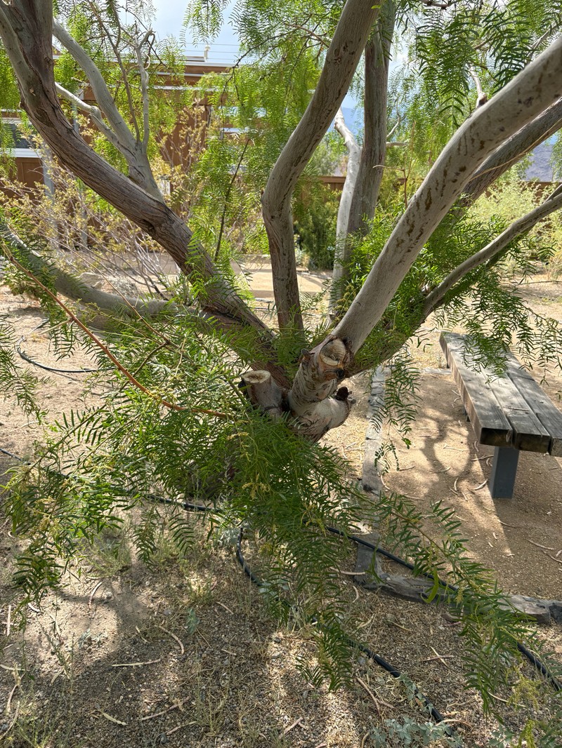 Neltuma glandulosa var. glandulosa photo 6