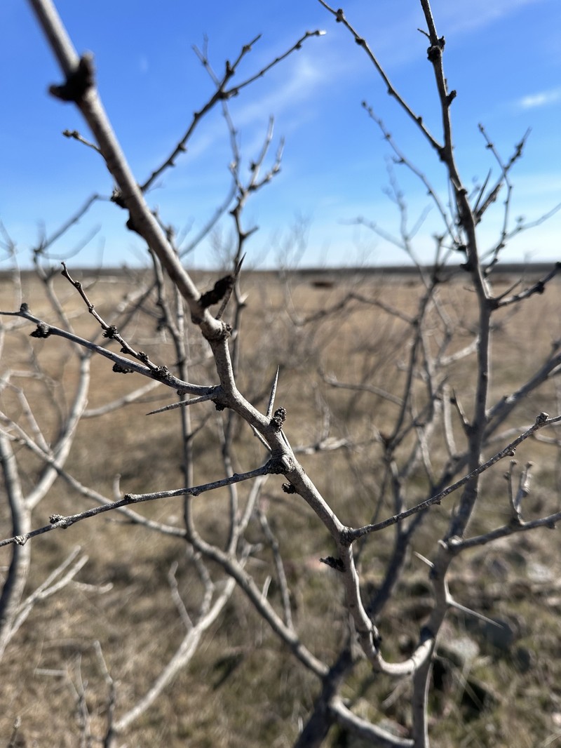 Neltuma glandulosa var. glandulosa photo 8