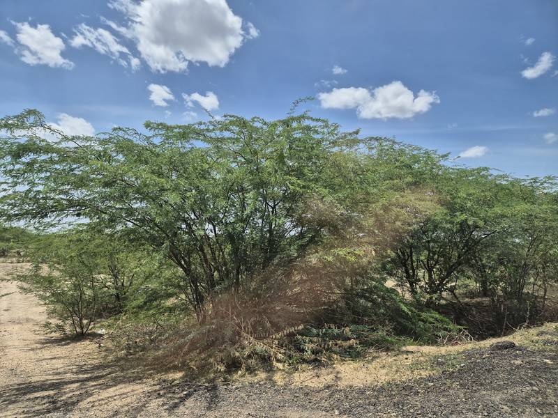 Mesquite photo 3