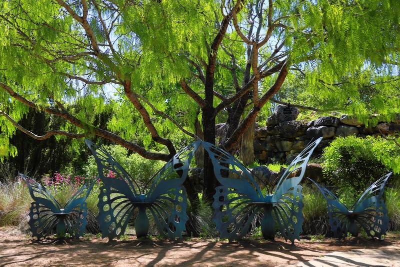 Mesquite photo 5