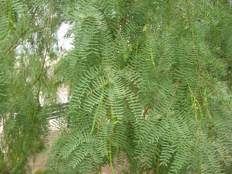 Mesquite photo 7