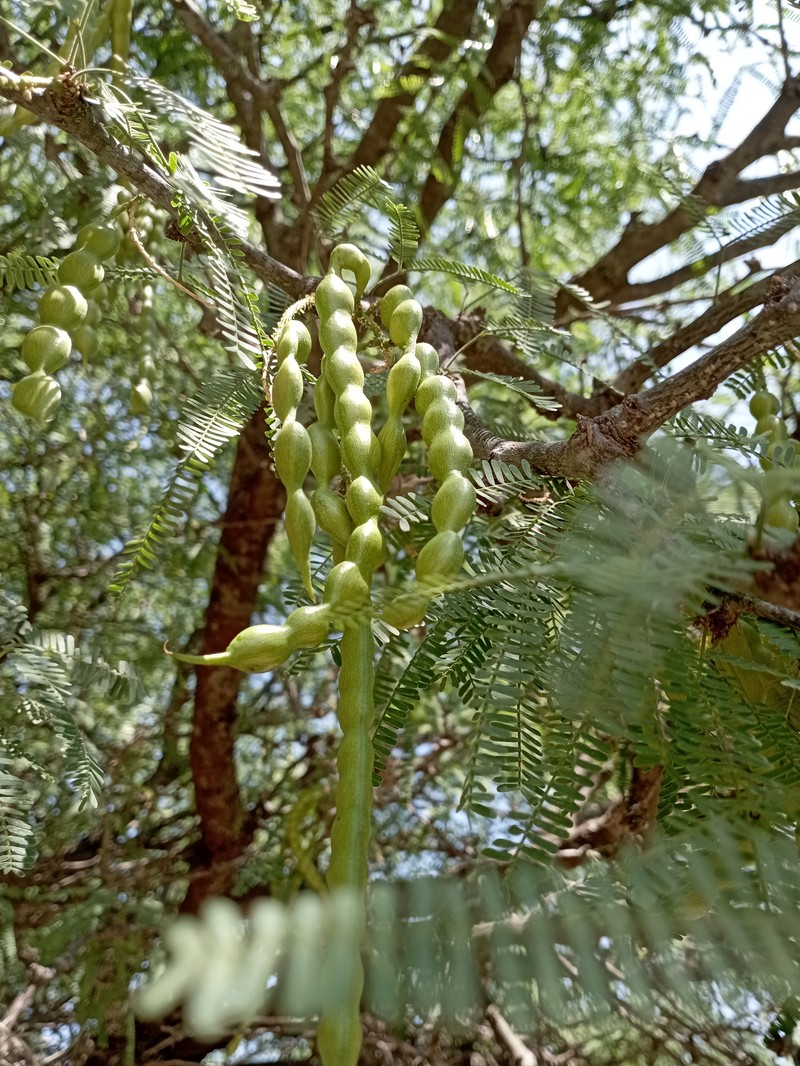 Smooth Mesquite photo 6