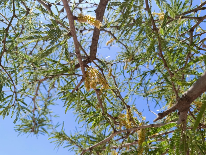 Smooth Mesquite photo 7