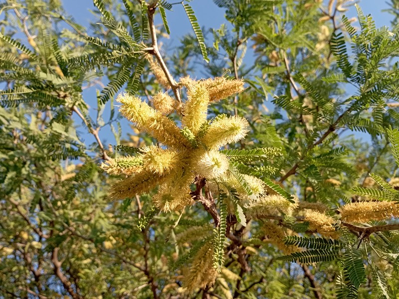 Smooth Mesquite photo 8