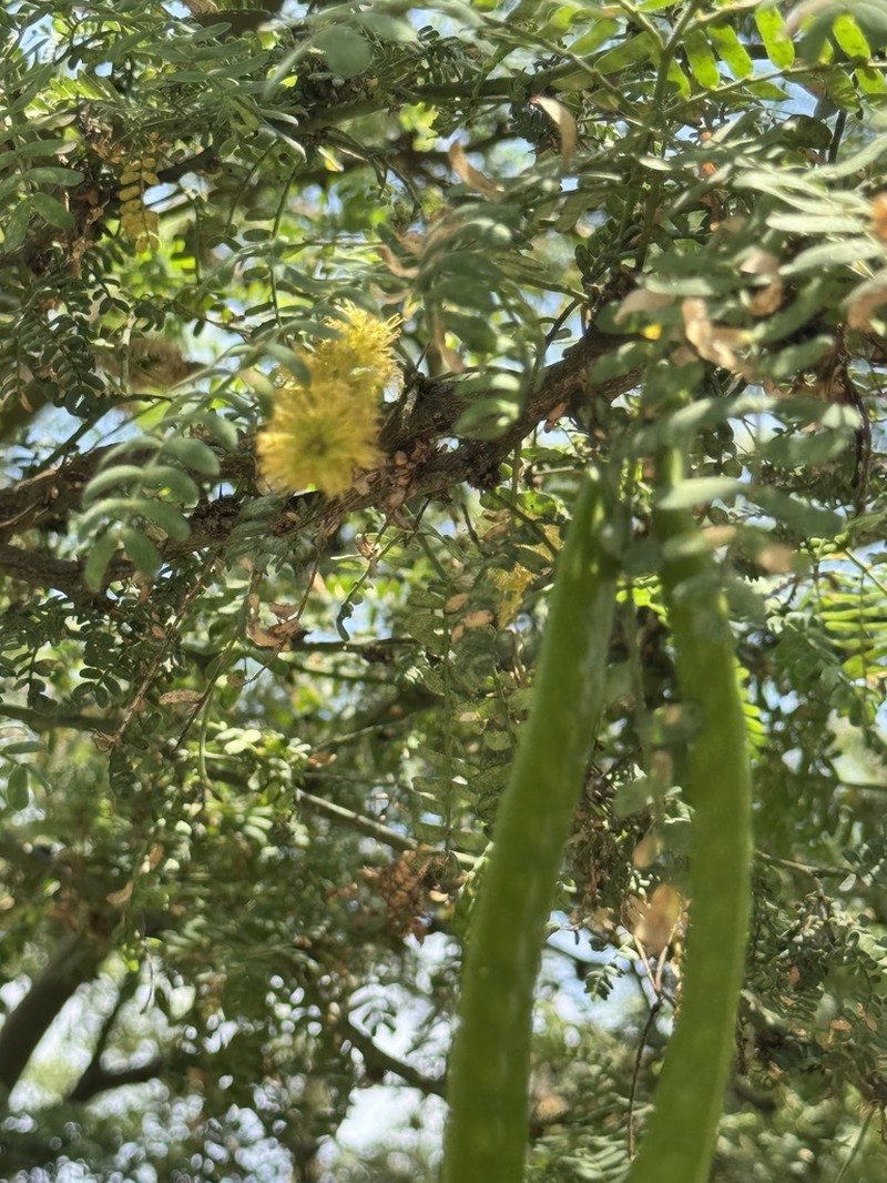Neltuma limensis