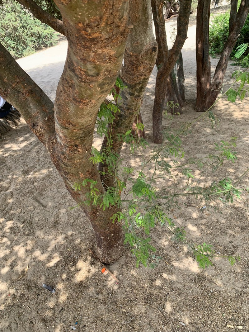 Neltuma limensis photo 2