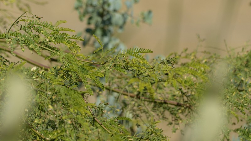 Neltuma limensis photo 3
