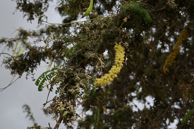 Neltuma limensis photo 4