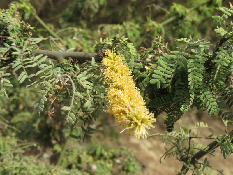 Neltuma limensis photo 5