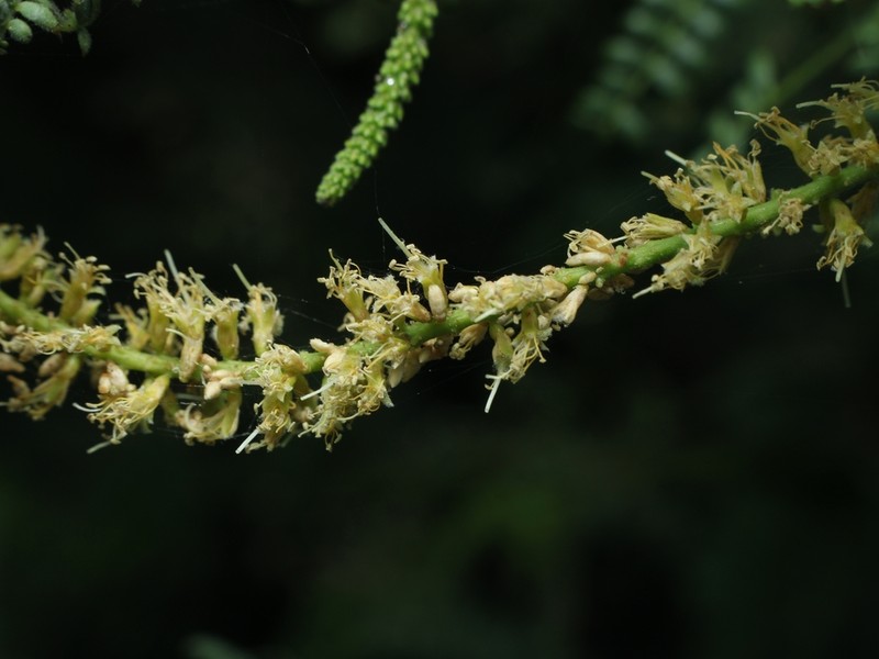 Neltuma limensis photo 7