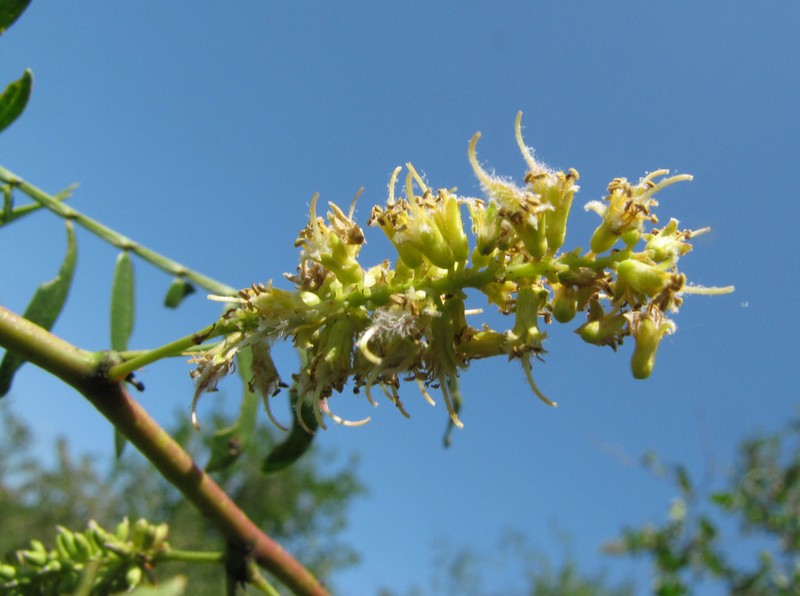 Neltuma mayana
