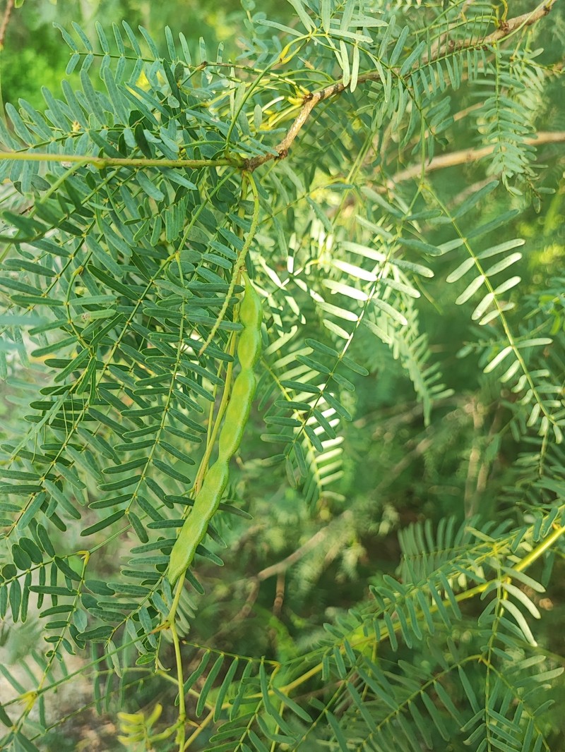 Neltuma mayana photo 3