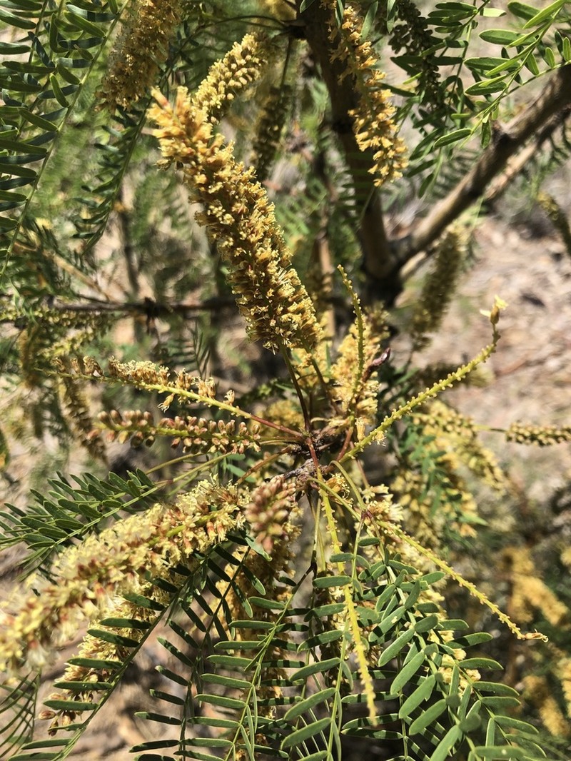 Neltuma odorata photo 2